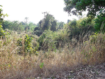 Hang Chat east runway looking south