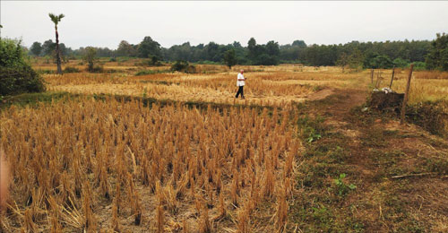 harvested paddies